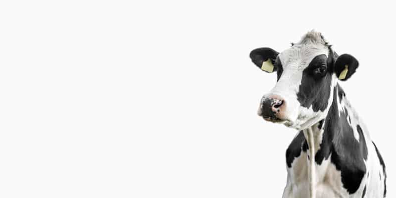 بنر روغن گاوی گوسفندی